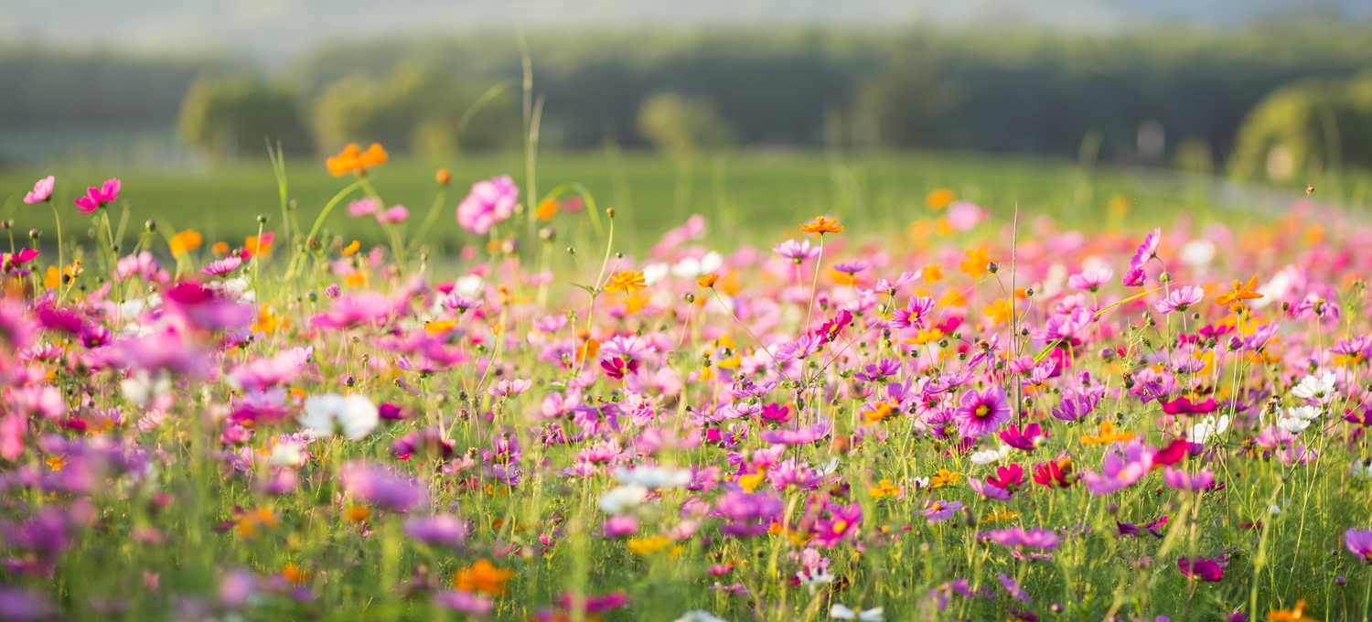 Field of colorful flowers with a blurred background